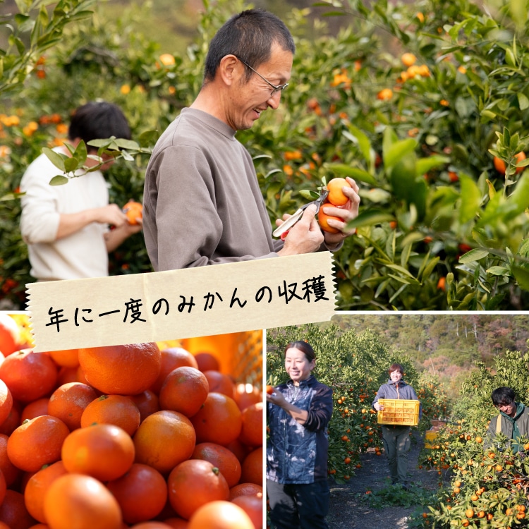 夕陽みかん・木成り完熟みかん 詰め合わせ ｜ 井上誠耕園