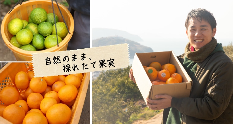 旬の柑橘詰め合わせ 5kg（スイートスプリング・せとか） ｜ 井上誠耕園