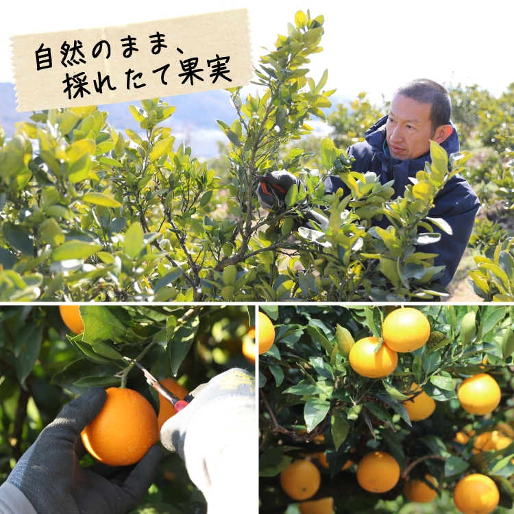 伊予柑とネーブル詰め合わせ ｜ 井上誠耕園