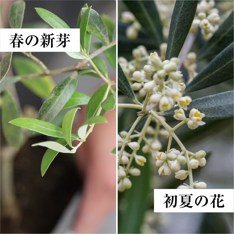 季節ごとの苗木の表情