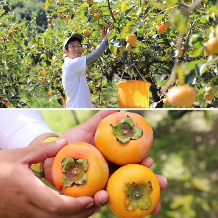 ＳＣ エナブルオイル　2本　（もりっぴ―様） 小豆島産 手摘み 限定 搾りたて出荷 ピクアル種 135g ｜ 井上誠耕園