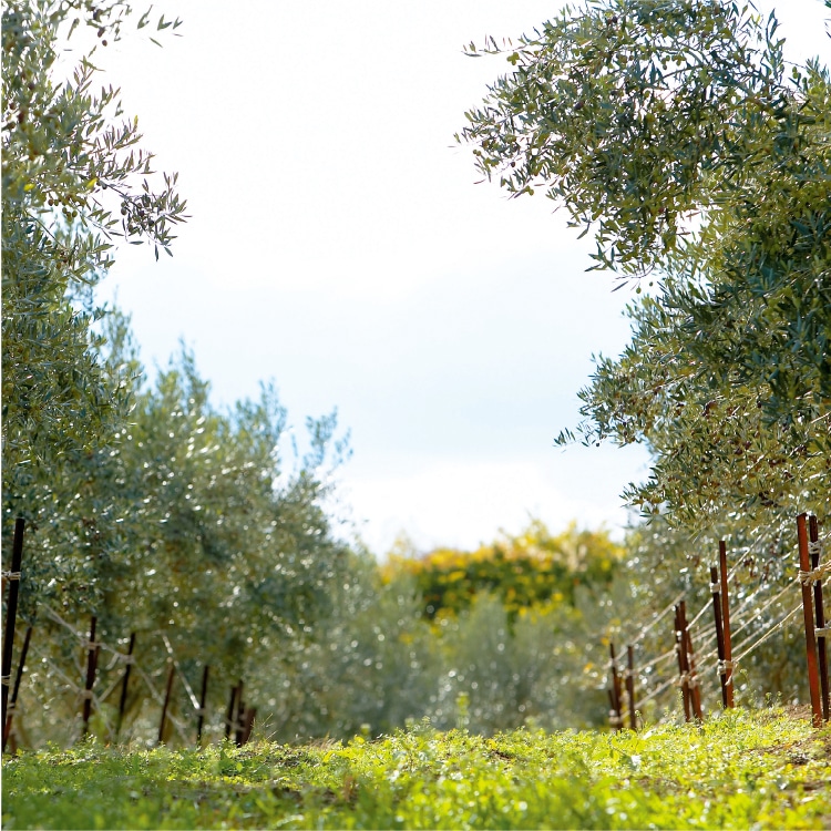 練り香水(ハーバルグリーン) | 井上誠耕園