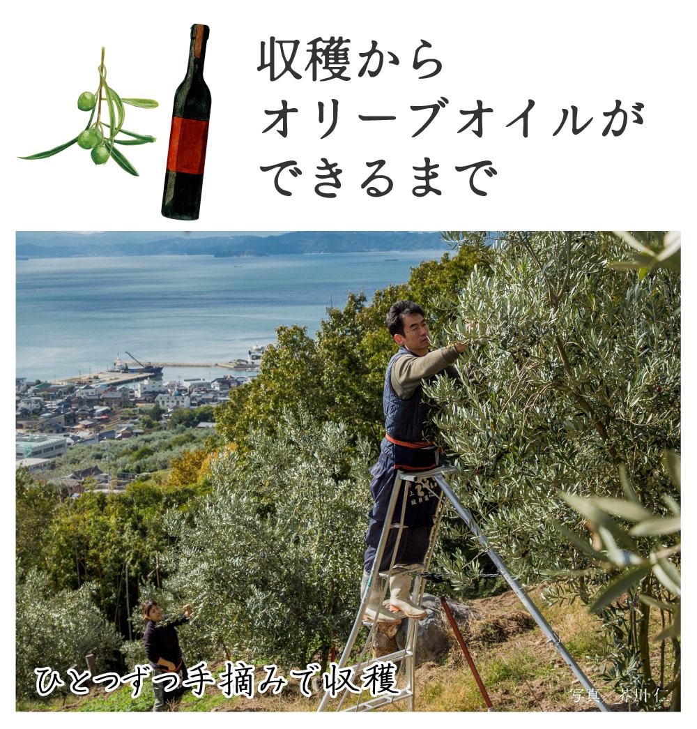 小豆島産エキストラヴァージン特別価格｜オリーブオイルを小豆島の自然