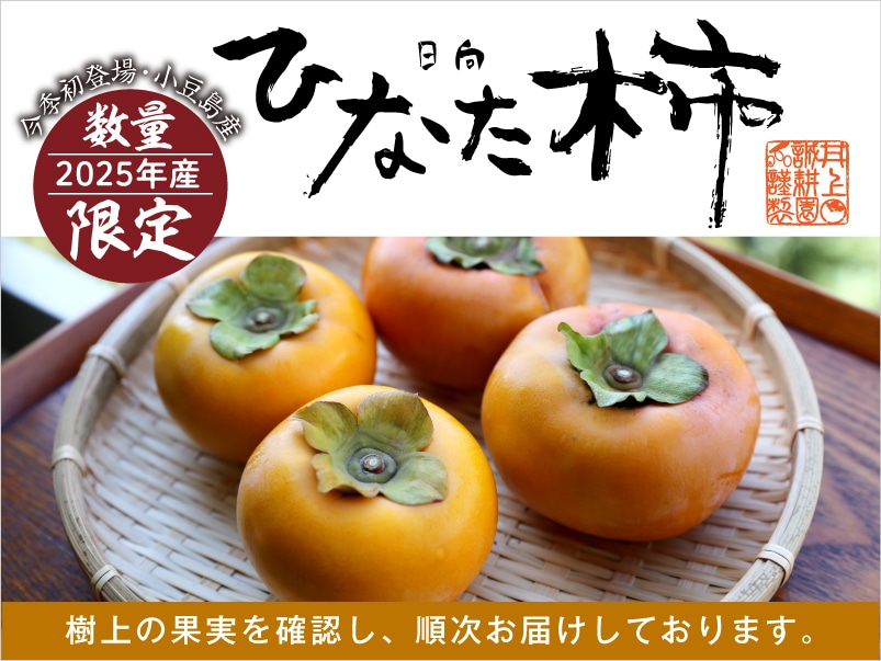 井上誠耕園の「日向(ひなた)柿」今年もご用意できました！