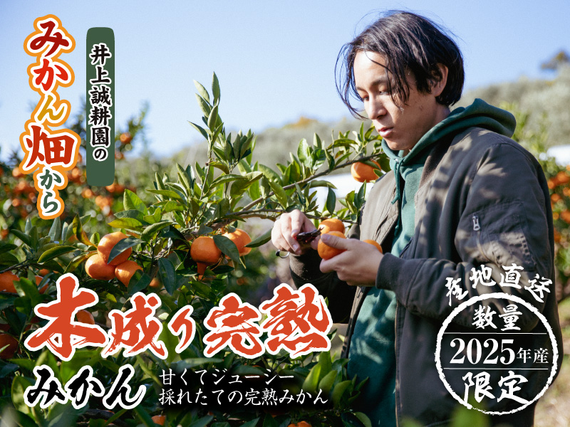 【今季初登場】樹上で甘~く熟したおいしいみかんを産地直送します!