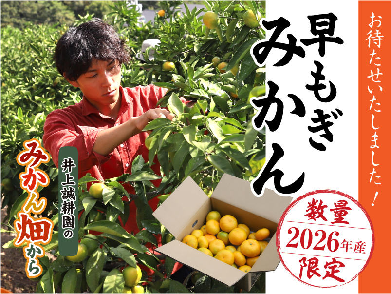 今季初登場の「早もぎみかん」残りわずかとなりました！
